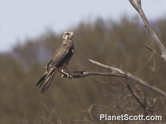 Brown Falcon (Falco berigora)