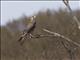 Brown Falcon (Falco berigora)