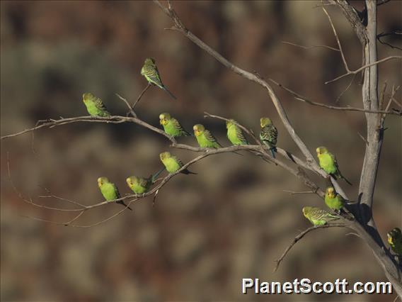 Budgerigar (Melopsittacus undulatus)