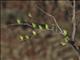 Budgerigar (Melopsittacus undulatus)