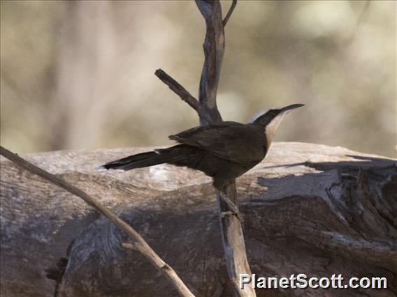 Gray-crowned Babbler (Pomatostomus temporalis)