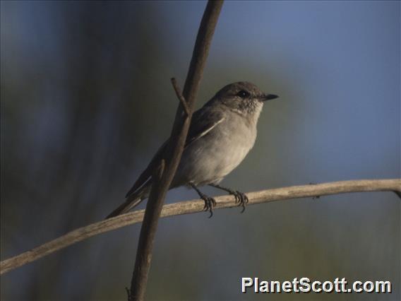 Hooded Robin (Melanodryas cucullata)