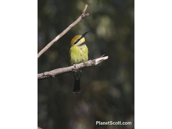 Rainbow Bee-eater (Merops ornatus)