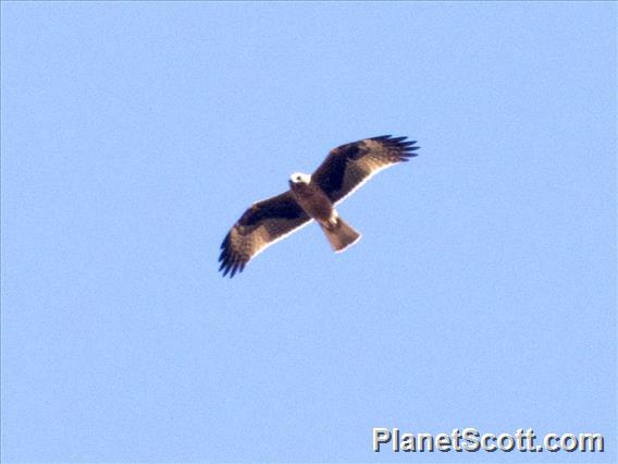 Little Eagle (Hieraaetus morphnoides)