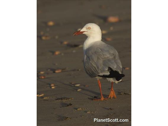 Silver Gull (Chroicocephalus novaehollandiae)