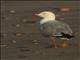 Silver Gull (Chroicocephalus novaehollandiae)