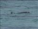 Australian Humpback Dolphin (Sousa sahulensis)