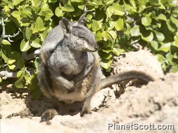 Black-flanked Rock Wallaby (Petrogale lateralis)