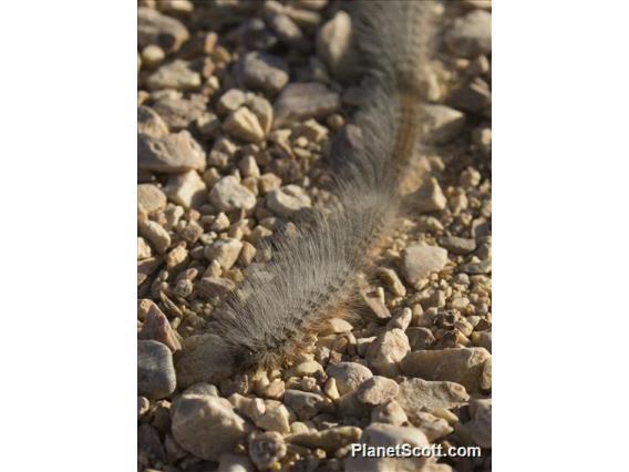 Processionary Moth (Thaumetopoeinae sp)