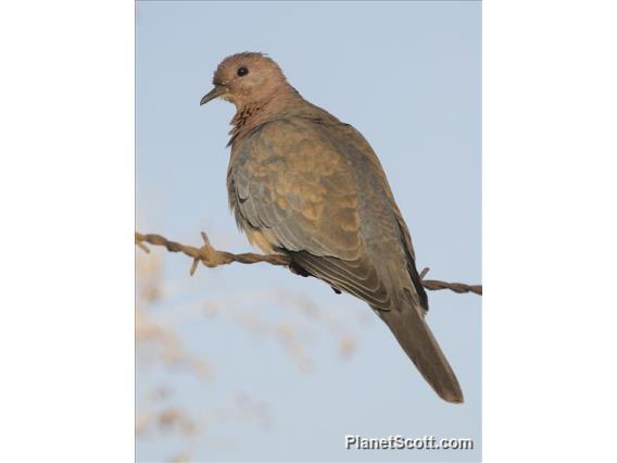 Laughing Dove (Spilopelia senegalensis)