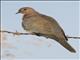 Laughing Dove (Spilopelia senegalensis)