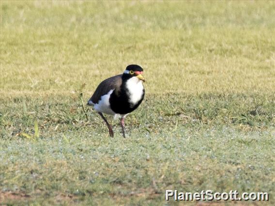 Banded Lapwing (Vanellus tricolor)