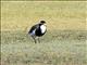 Banded Lapwing (Vanellus tricolor)