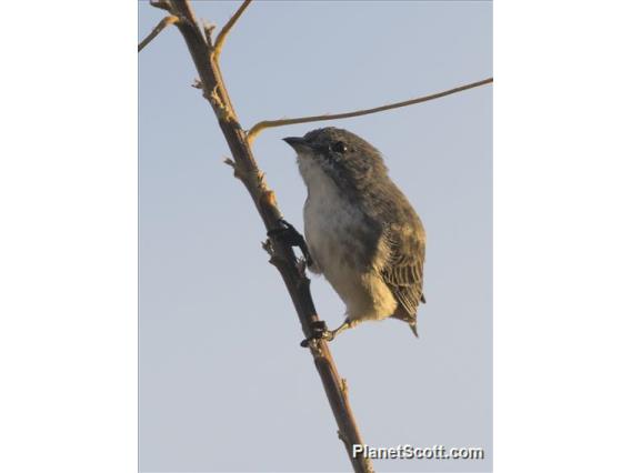 Mistletoebird (Dicaeum hirundinaceum)