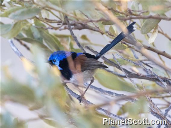 Purple-backed Fairywren (Malurus assimilis)