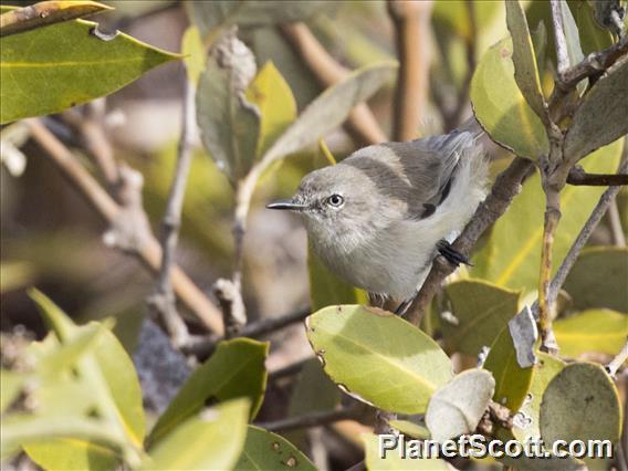 Dusky Gerygone (Gerygone tenebrosa)