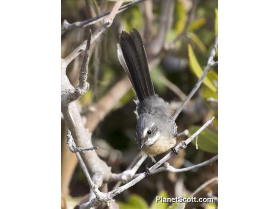 Mangrove Fantail (Rhipidura phasiana)