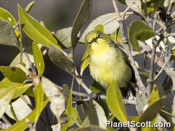 Australian Yellow White-eye (Zosterops luteus)