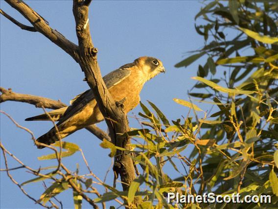 Australian Hobby (Falco longipennis)