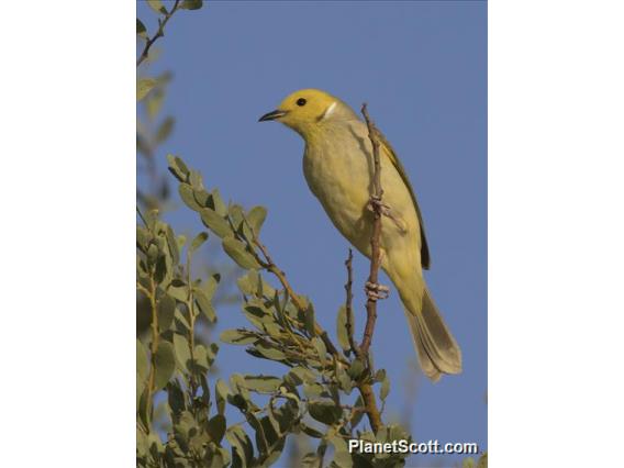 White-plumed Honeyeater (Ptilotula penicillata)