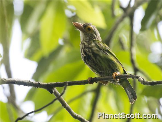 Lineated Barbet (Psilopogon lineatus)