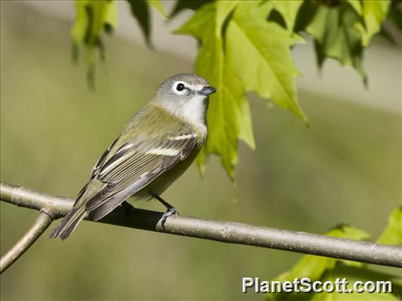 Blue-headed Vireo (Vireo solitarius)