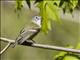 Blue-headed Vireo (Vireo solitarius)