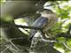 Coopers Hawk (Accipiter cooperii)