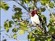 Red-headed Woodpecker (Melanerpes erythrocephalus)