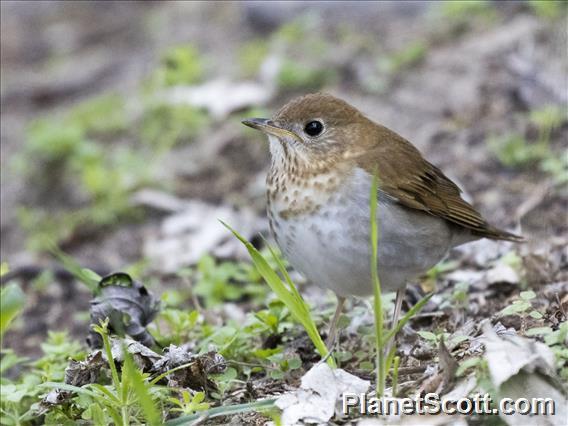 Veery (Catharus fuscescens)