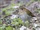 Veery (Catharus fuscescens)