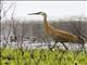 Sandhill Crane (Antigone canadensis)