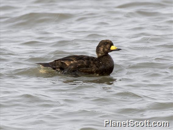 Black Scoter (Melanitta americana)