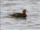 Black Scoter (Melanitta americana)