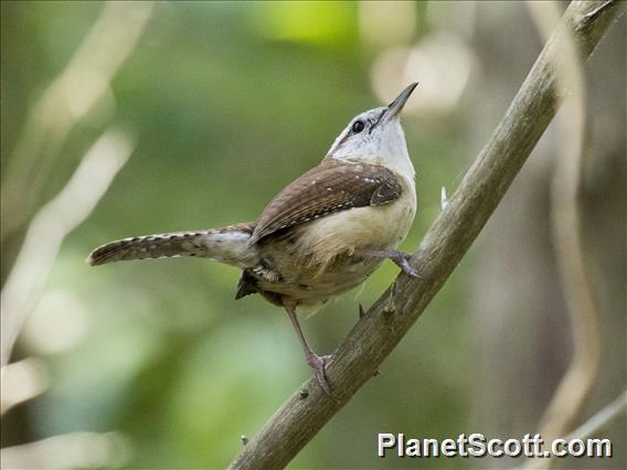 Carolina Wren (Thryothorus ludovicianus)