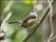 Carolina Wren (Thryothorus ludovicianus)