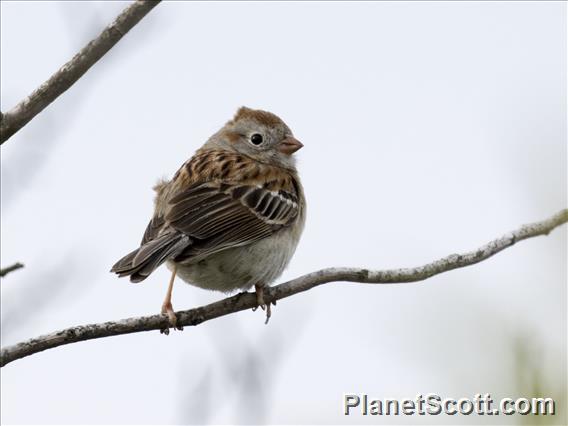 Field Sparrow (Spizella pusilla)