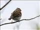 Field Sparrow (Spizella pusilla)