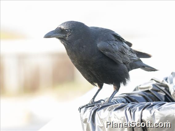 Fish Crow (Corvus ossifragus)