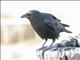 Fish Crow (Corvus ossifragus)