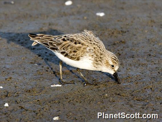 Semipalmated Sandpiper (Calidris pusilla)