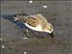 Semipalmated Sandpiper (Calidris pusilla)