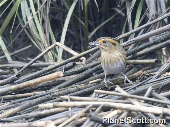 Nelson's Sparrow (Ammospiza nelsoni)