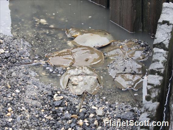 Horseshoe Crab (Limulus polyphemus)