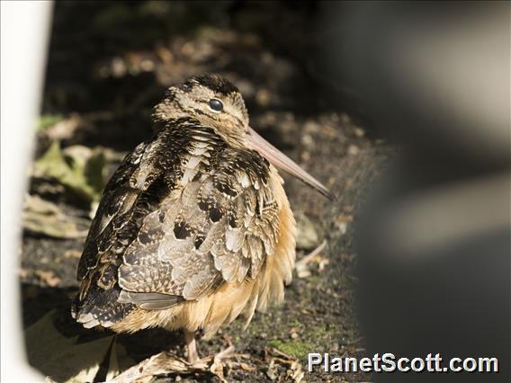 American Woodcock (Scolopax minor)