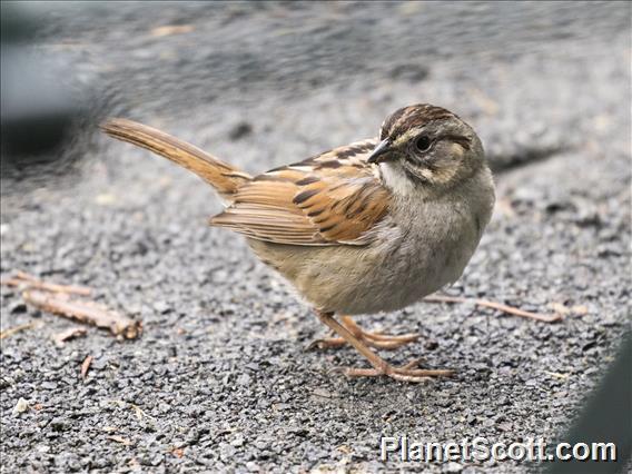 Swamp Sparrow (Melospiza georgiana)