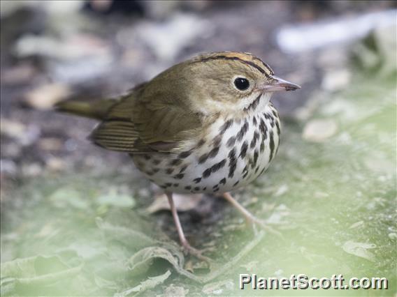 Ovenbird (Seiurus aurocapilla)