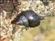 Checkered Periwinkle (Littorina scutulata)