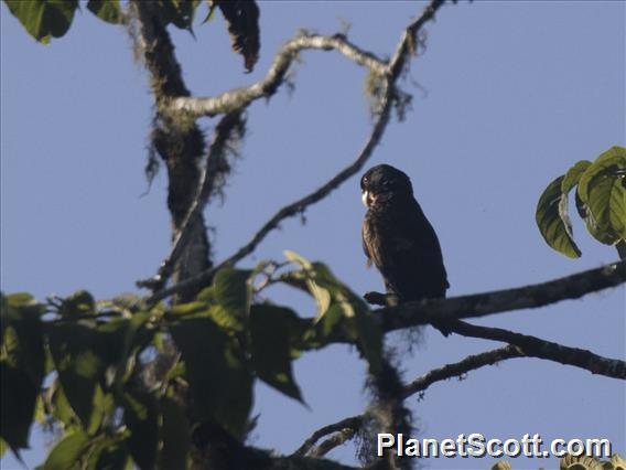 Bronze-winged Parrot (Pionus chalcopterus)