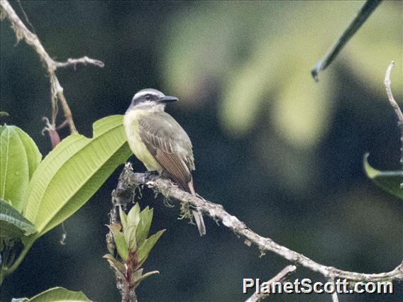 Golden-bellied Flycatcher (Myiodynastes hemichrysus)